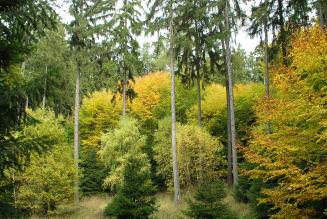 Tree Tree