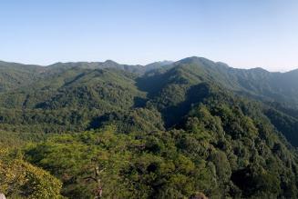 Forest Forest