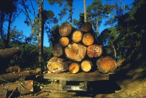 wood