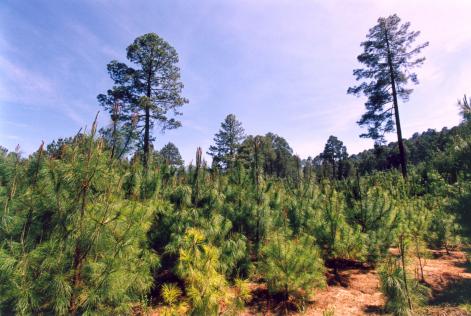 FSC-IXTLAN-027