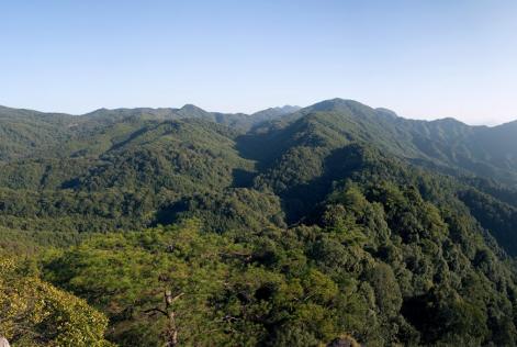 Forest
