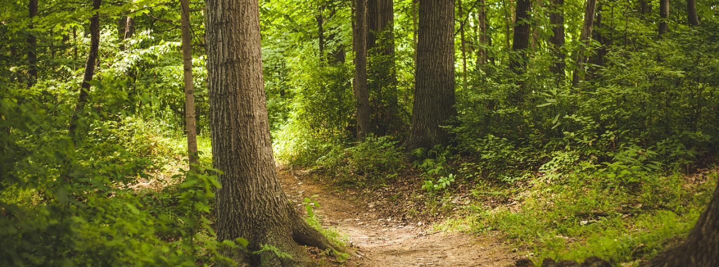 forest