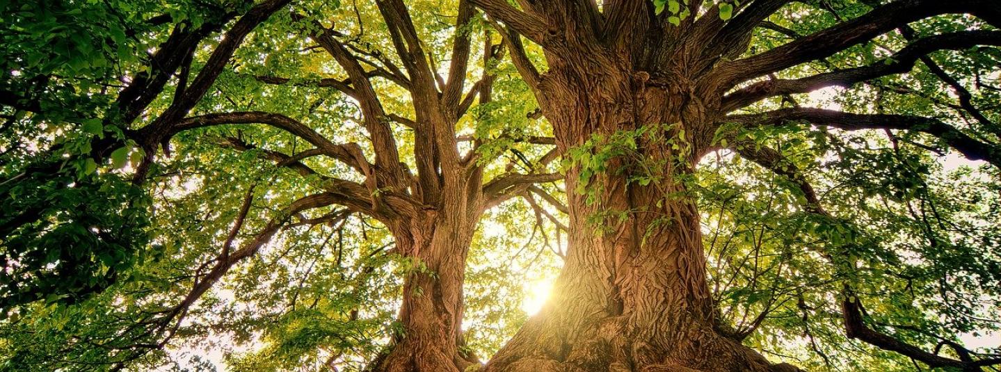 trees